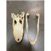 Image 5 : ALLIGATOR Skull with All its Teeth
