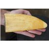 Image 2 : Massive Pre 1972 SPERM WHALE Tooth