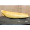 Image 4 : Massive Pre 1972 SPERM WHALE Tooth