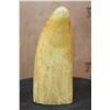 Image 6 : Massive Pre 1972 SPERM WHALE Tooth