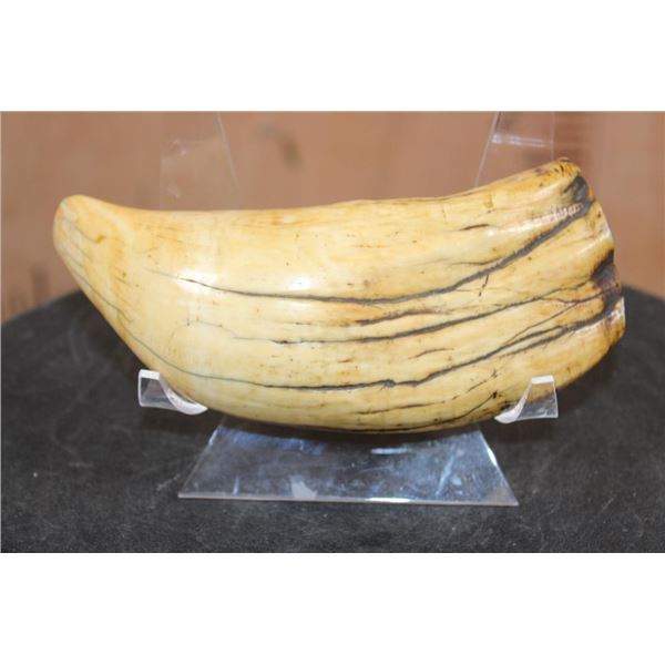 Pre 1972 XL SPERM WHALE Tooth on a Plexiglass Display Stand
