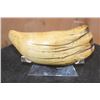 Image 1 : Pre 1972 XL SPERM WHALE Tooth on a Plexiglass Display Stand