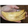 Image 2 : Pre 1972 XL SPERM WHALE Tooth on a Plexiglass Display Stand