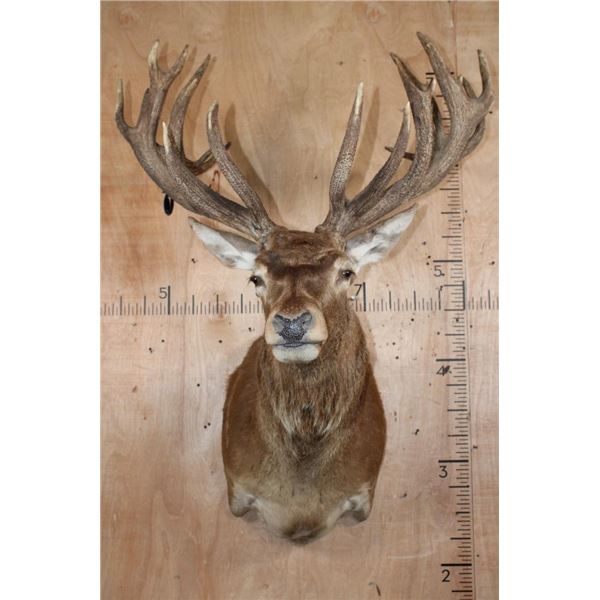 XL 24-Point RED STAG Shoulder Mount