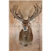 Image 1 : XL 24-Point RED STAG Shoulder Mount