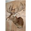 Image 2 : XL 24-Point RED STAG Shoulder Mount