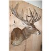 Image 3 : XL 24-Point RED STAG Shoulder Mount