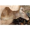 Image 4 : XL 24-Point RED STAG Shoulder Mount