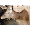 Image 5 : XL 24-Point RED STAG Shoulder Mount