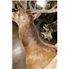 Image 6 : XL 24-Point RED STAG Shoulder Mount