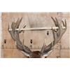 Image 7 : XL 24-Point RED STAG Shoulder Mount