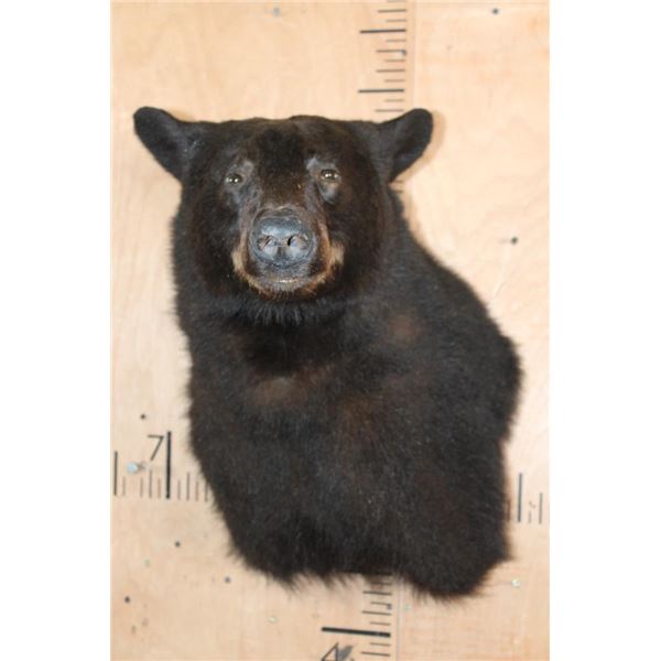 BLACK BEAR Wall Pedestal