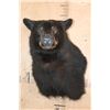 Image 1 : BLACK BEAR Wall Pedestal