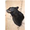 Image 4 : BLACK BEAR Wall Pedestal
