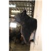 Image 5 : BLACK BEAR Wall Pedestal
