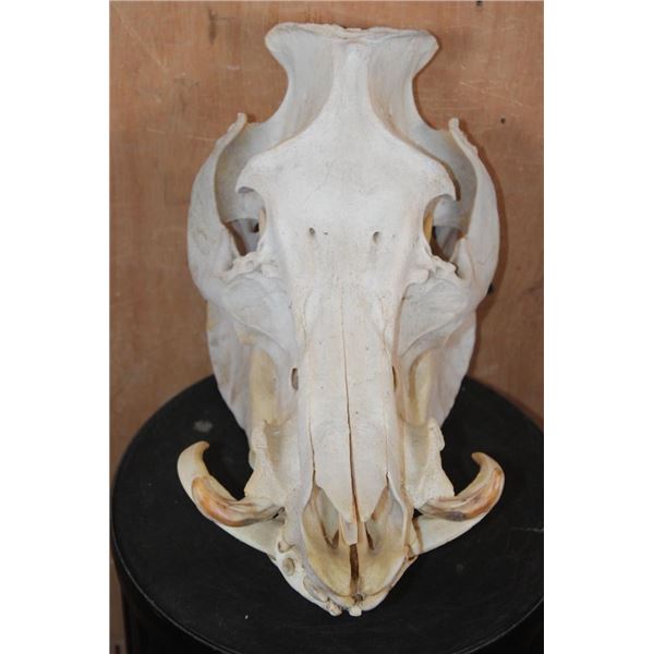 XL Domestic PIG Skull with All its Teeth