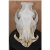 Image 1 : XL Domestic PIG Skull with All its Teeth