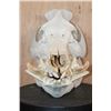 Image 2 : XL Domestic PIG Skull with All its Teeth