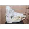 Image 3 : XL Domestic PIG Skull with All its Teeth