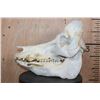 Image 4 : XL Domestic PIG Skull with All its Teeth