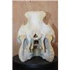Image 5 : XL Domestic PIG Skull with All its Teeth