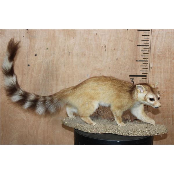 Life-sized RINGTAIL on a Natural Base