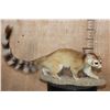 Image 1 : Life-sized RINGTAIL on a Natural Base