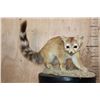 Image 2 : Life-sized RINGTAIL on a Natural Base