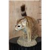 Image 3 : Life-sized RINGTAIL on a Natural Base