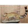 Image 4 : Life-sized RINGTAIL on a Natural Base