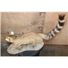 Image 5 : Life-sized RINGTAIL on a Natural Base