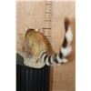 Image 6 : Life-sized RINGTAIL on a Natural Base