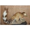Image 7 : Life-sized RINGTAIL on a Natural Base