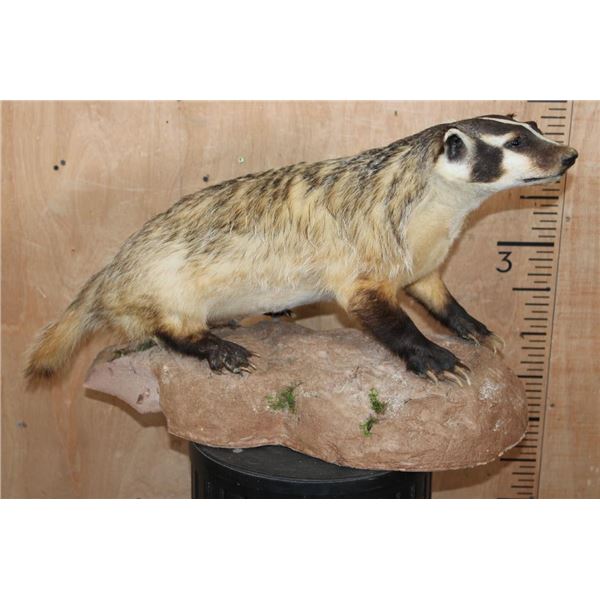 Life-sized NORTH AMERICAN BADGER on a Lightweight Base