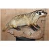 Image 1 : Life-sized NORTH AMERICAN BADGER on a Lightweight Base