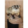 Image 2 : Life-sized NORTH AMERICAN BADGER on a Lightweight Base