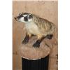 Image 3 : Life-sized NORTH AMERICAN BADGER on a Lightweight Base