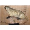 Image 4 : Life-sized NORTH AMERICAN BADGER on a Lightweight Base