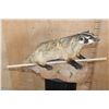 Image 7 : Life-sized NORTH AMERICAN BADGER on a Lightweight Base