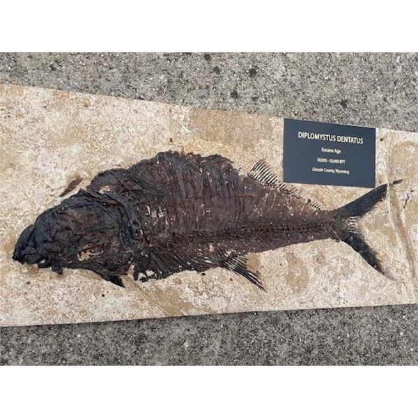 Fossilized DIPLOMYSTUS DENTATUS, an Extinct Fish from the Eocene Age
