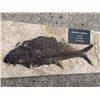 Image 1 : Fossilized DIPLOMYSTUS DENTATUS, an Extinct Fish from the Eocene Age