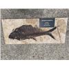 Image 2 : Fossilized DIPLOMYSTUS DENTATUS, an Extinct Fish from the Eocene Age