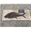 Image 4 : Fossilized DIPLOMYSTUS DENTATUS, an Extinct Fish from the Eocene Age