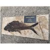 Image 5 : Fossilized DIPLOMYSTUS DENTATUS, an Extinct Fish from the Eocene Age