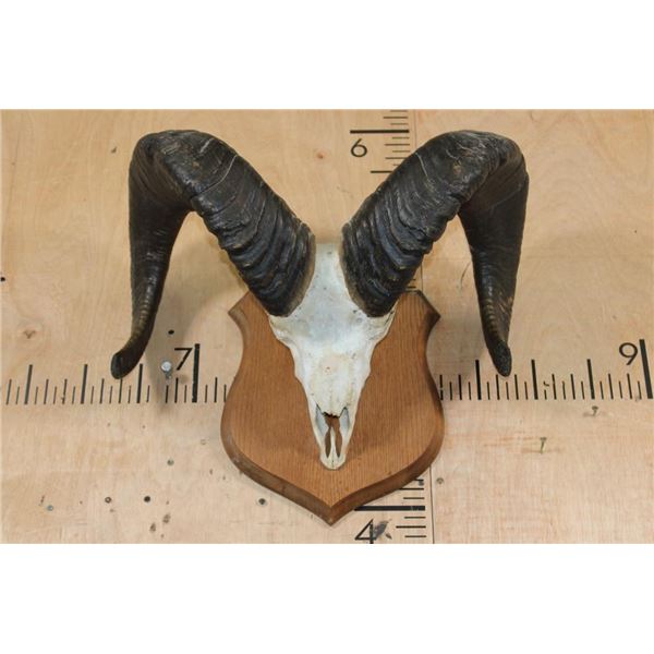 Massive XXL ROCKY MOUNTAIN BIGHORN Sheep Skull on a Wood Plaque