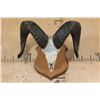 Image 1 : Massive XXL ROCKY MOUNTAIN BIGHORN Sheep Skull on a Wood Plaque
