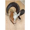 Image 2 : Massive XXL ROCKY MOUNTAIN BIGHORN Sheep Skull on a Wood Plaque