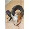 Image 3 : Massive XXL ROCKY MOUNTAIN BIGHORN Sheep Skull on a Wood Plaque