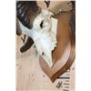 Image 4 : Massive XXL ROCKY MOUNTAIN BIGHORN Sheep Skull on a Wood Plaque