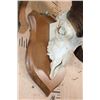 Image 5 : Massive XXL ROCKY MOUNTAIN BIGHORN Sheep Skull on a Wood Plaque